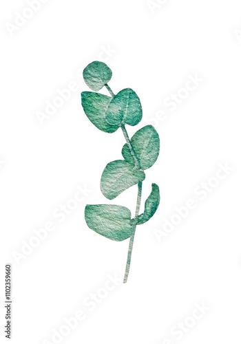 Illustration of watercolor eucalyptus branch with delicate  light green leaves isolated on white background. Suitable for design of postcards, posters and textile products.