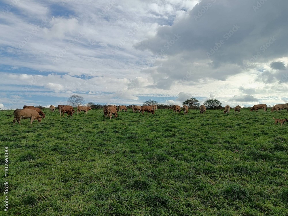 Fototapeta premium Manada de vacas en un prado de Galicia