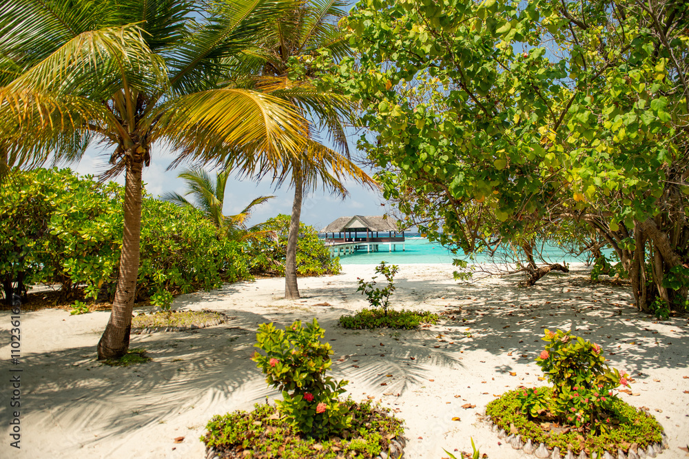 Fototapeta premium tropical garden with trees