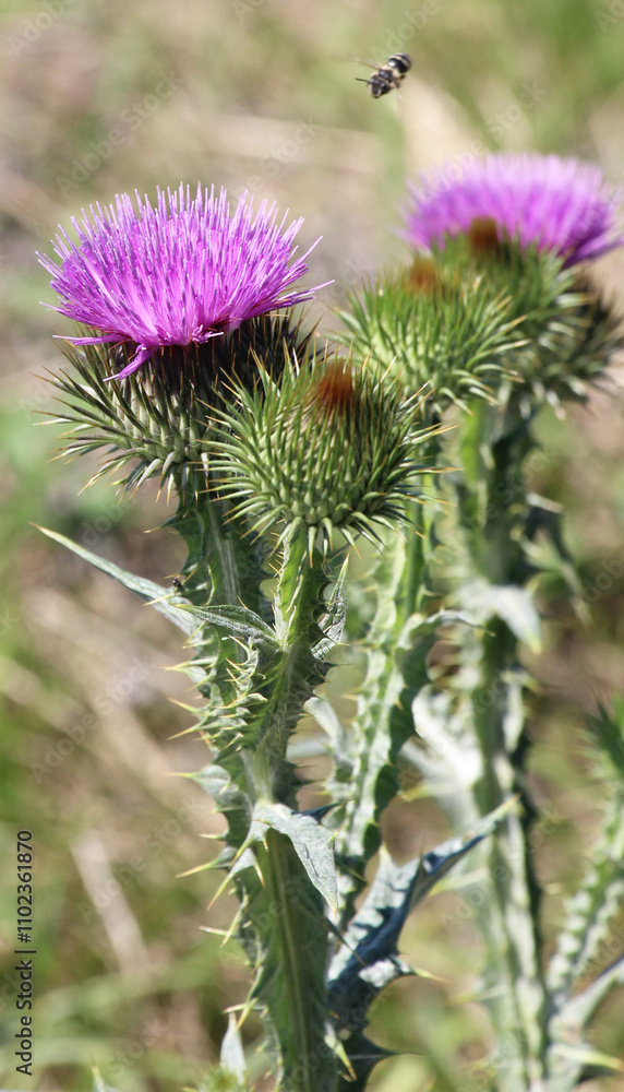 In nature, a tall and prickly thistle (Onopordum acanthium), grows In nature, a tall and prickly thistle (Onopordum acanthium), grows