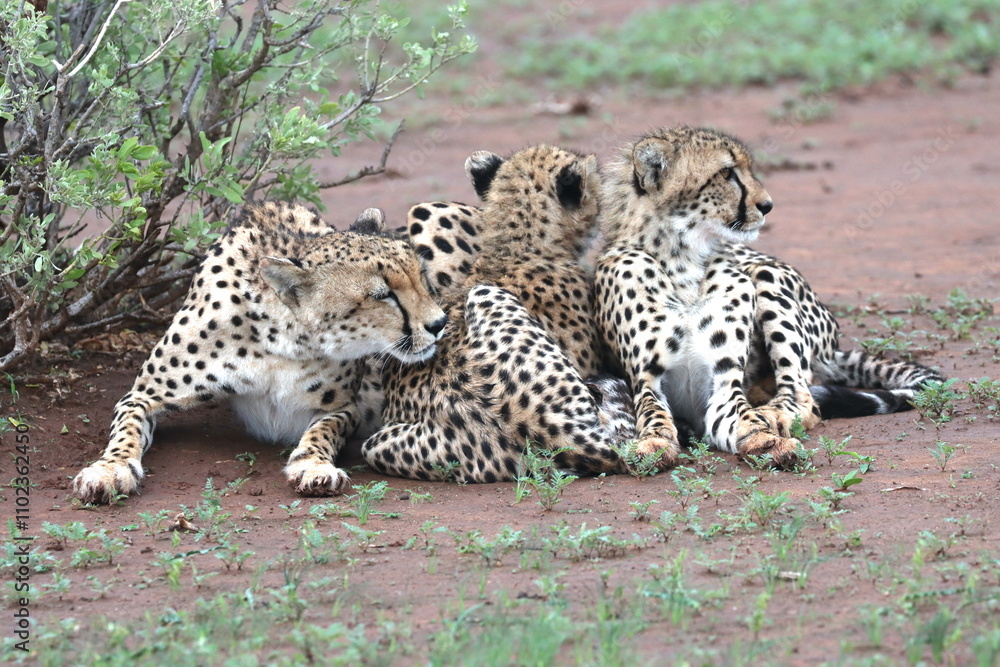 Cheetah family lying down and licking each other in Botswana while on safari Cheetah family lying down and licking each other in Botswana while on safari