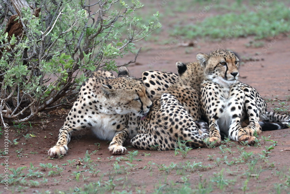 Cheetah family lying down and licking each other in Botswana while on safari Cheetah family lying down and licking each other in Botswana while on safari