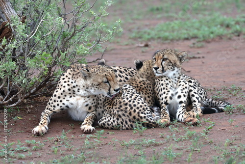 Cheetah family lying down and licking each other in Botswana while on safari