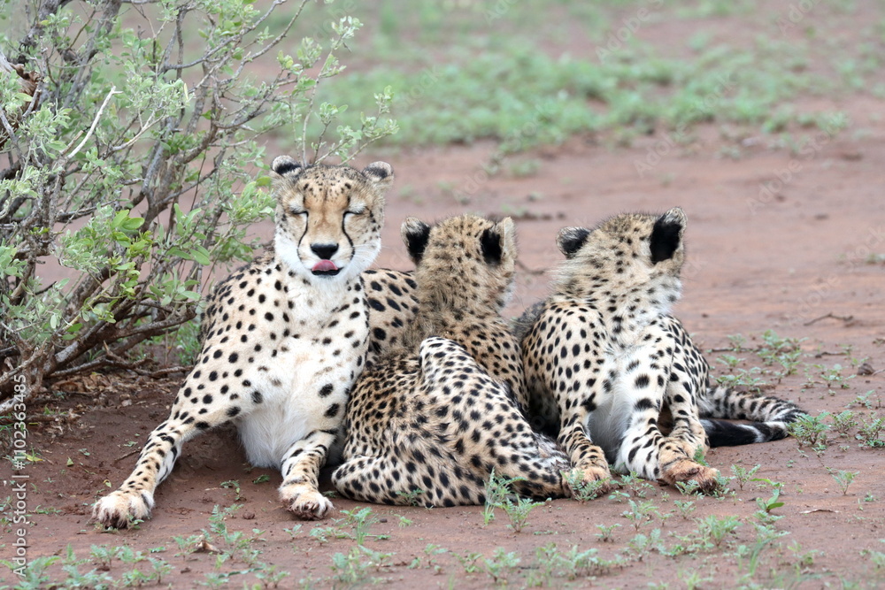 Cheetah family lying down and licking each other in Botswana while on safari Cheetah family lying down and licking each other in Botswana while on safari