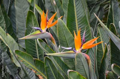 Strelitzia regna – a species of large, ornamental plant from the Strelitziaceae family, with an original, dorsal structure and contrasting colors of flowers: orange and blue in Belini Park in Catania