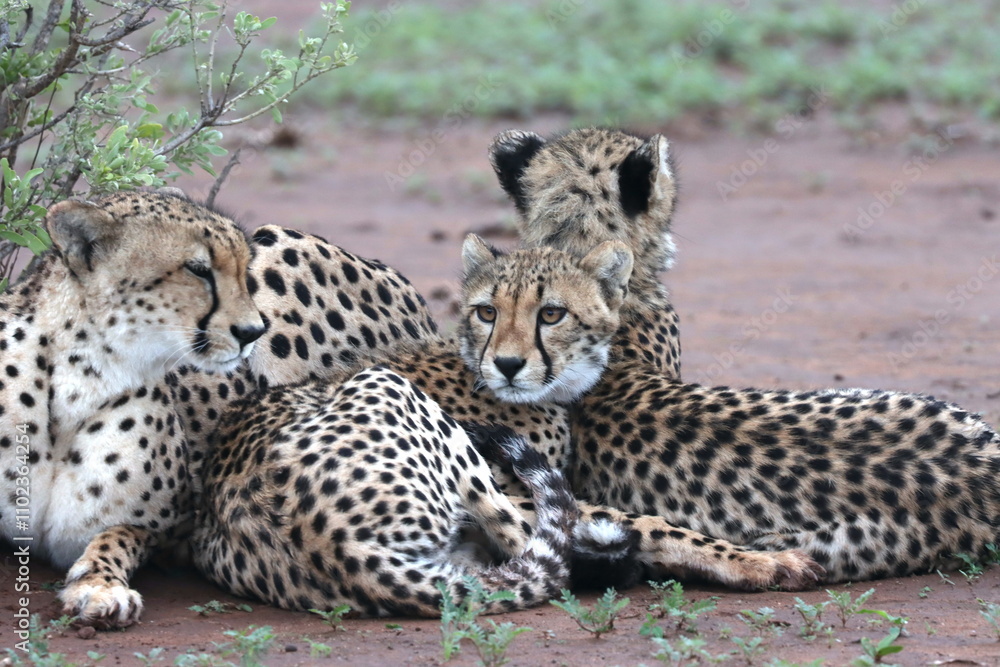Cheetah family lying down and licking each other in Botswana while on safari Cheetah family lying down and licking each other in Botswana while on safari