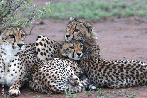 Cheetah family lying down and licking each other in Botswana while on safari