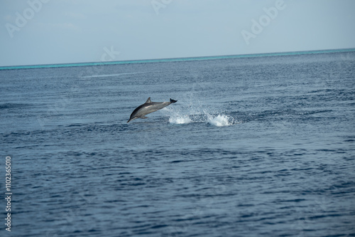 dolphins jumping photo