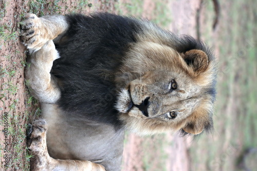 Male black-maned lion portrait in Botswana while on safari