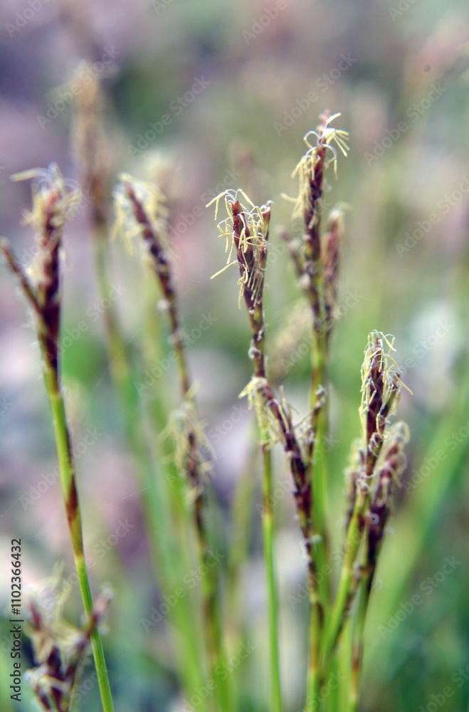 Fototapeta premium Carex digitata grows in the forest