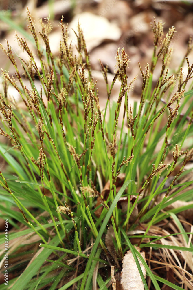 Carex digitata grows in the forest Carex digitata grows in the forest