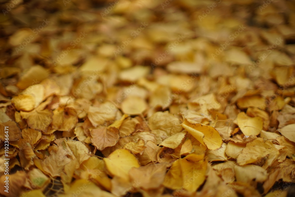 Floor background covered with golden birch leaves Floor background covered with golden birch leaves