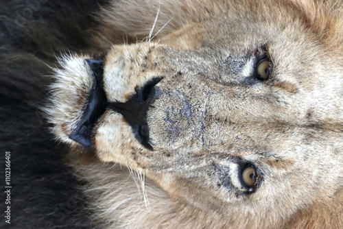 Male black-maned lion portrait in Botswana while on safari