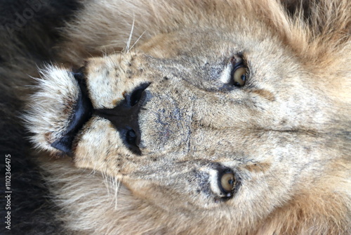 Male black-maned lion portrait in Botswana while on safari
