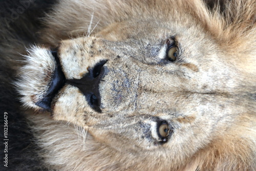 Male black-maned lion portrait in Botswana while on safari