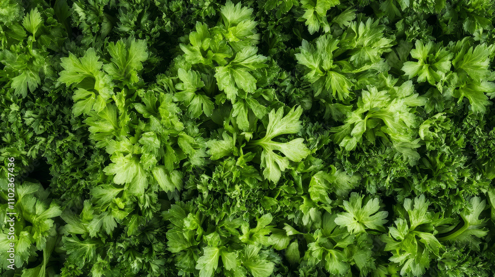 Green Freshness: A Bounty of Celery Vibrance
Green Freshness: A Bounty of Celery Vibrance