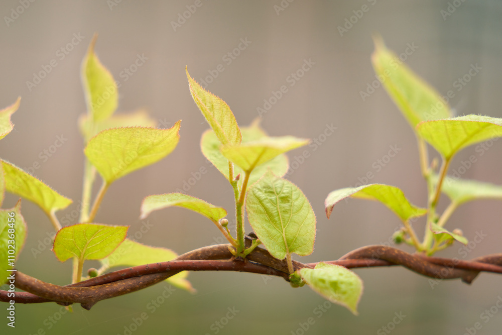 Curly stem of actinidia with flower buds. Spring. Curly stem of actinidia with flower buds. Spring.