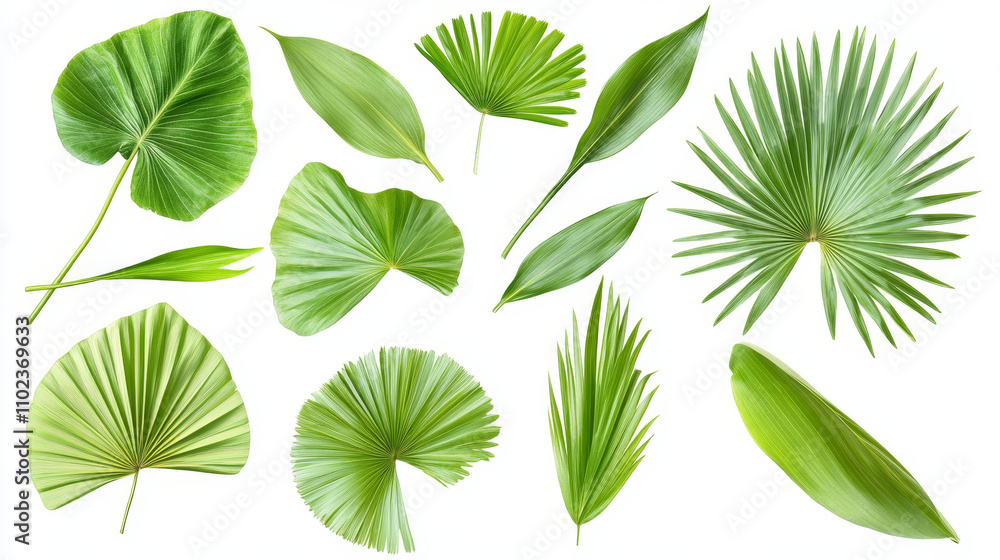 Tropical Escape: The Elegance of Palm Leaves
Tropical Escape: The Elegance of Palm Leaves