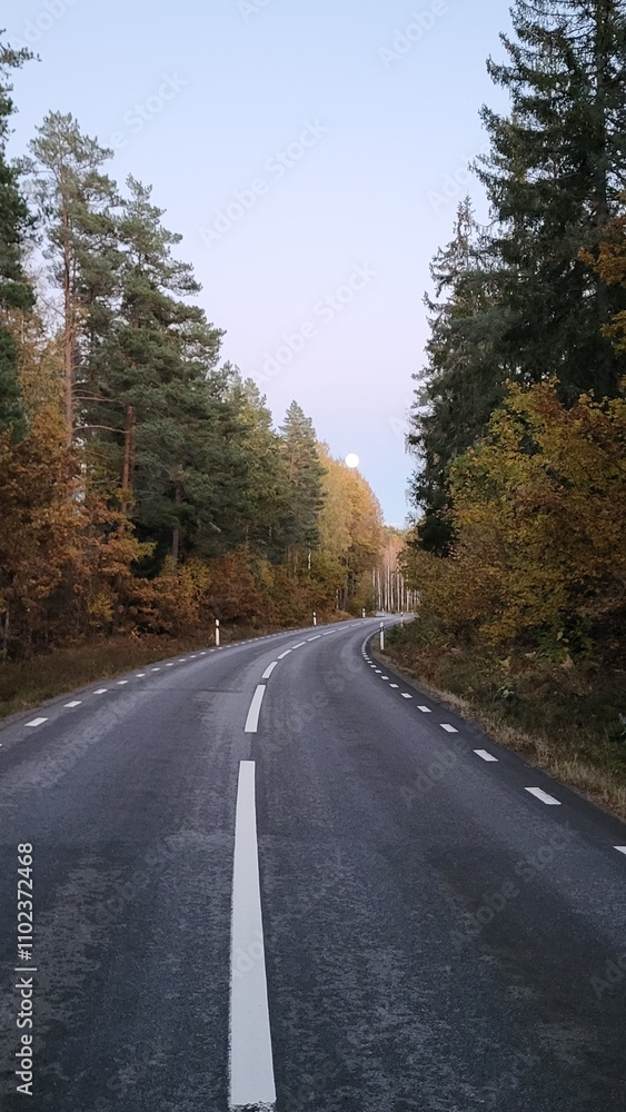 road in autumn forest road in autumn forest