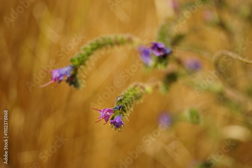 Natural background with violet flowers in golden autumn field