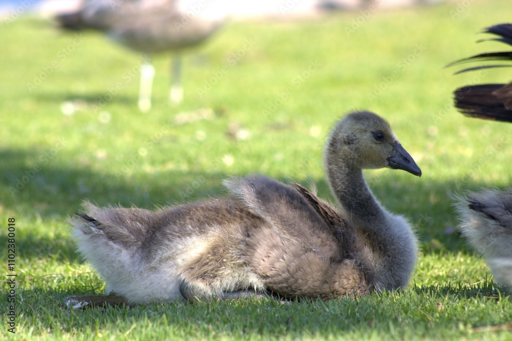 baby gosling with fluffy feathers baby gosling with fluffy feathers