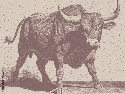 An intricate engraving of a bull in a vintage style, vector illustration.