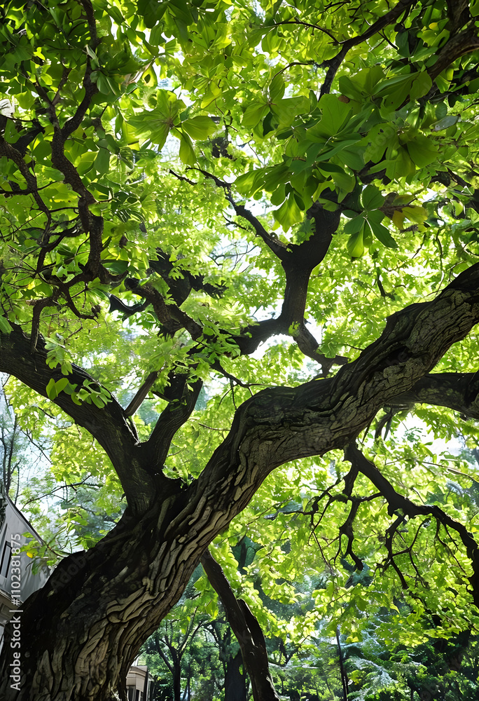 Fototapeta premium tree in the forest