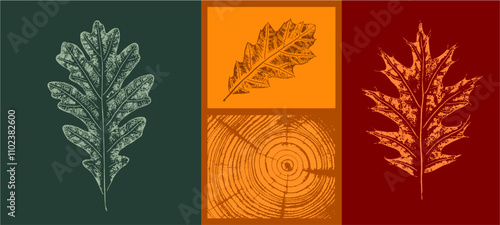 Set of colorful oak maple sycamore tree rings leaves as variations in color shape and size. Fall leaves on white background.