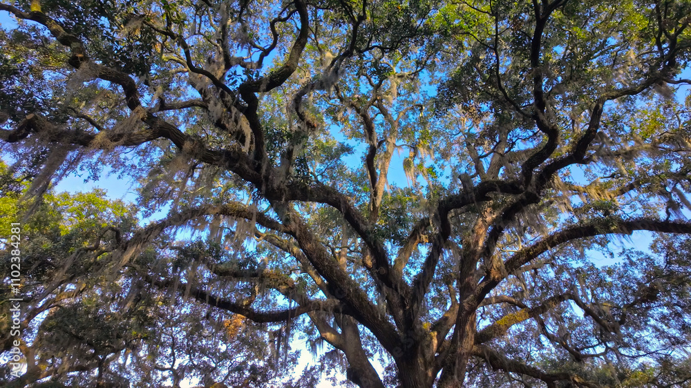Fototapeta premium Southern Live Oak trees against blue sky