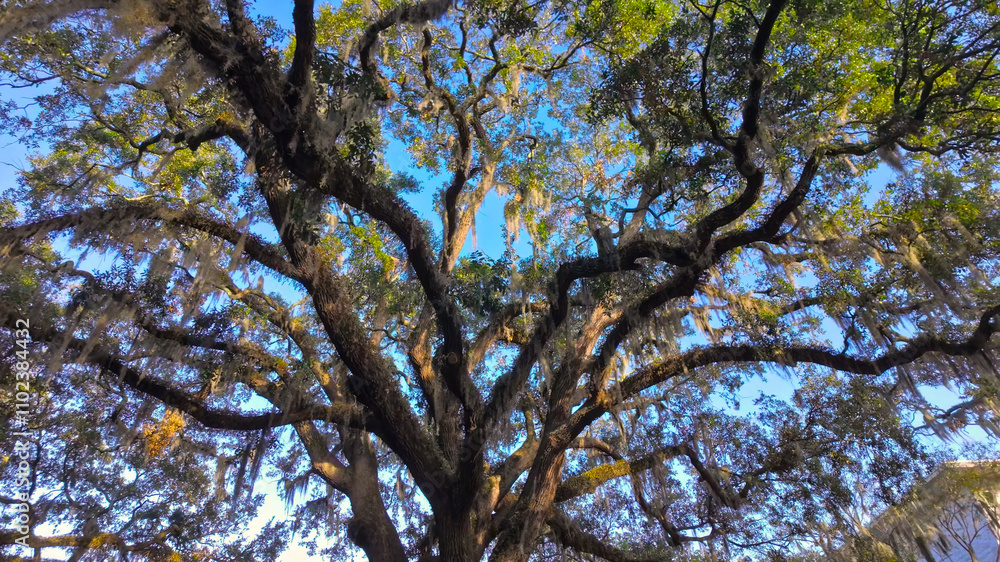 Fototapeta premium Southern Live Oak trees against blue sky