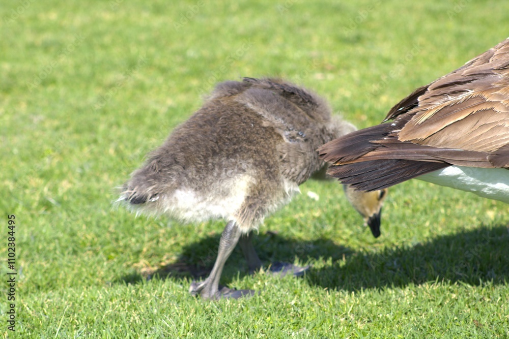 Fototapeta premium baby gosling with fluffy feathers