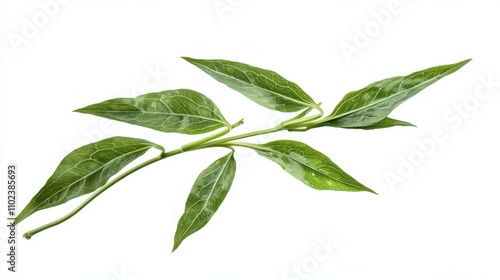 Water Spinach: Fresh Morning Glory Vegetable Isolated on White for Healthy Meal