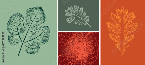 Set of colorful oak maple sycamore tree rings leaves as variations in color shape and size. Fall leaves on white background.