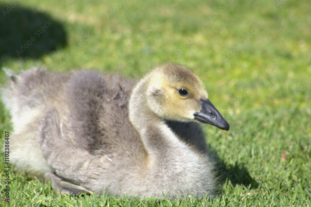 baby gosling with fluffy feathers baby gosling with fluffy feathers