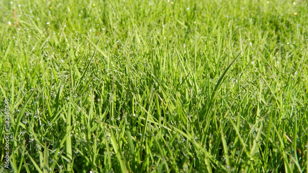 Obraz premium Green grass background with water drops of morning dew - natural blades of spring fresh grass. Topics: beauty of nature, garden, field, vegetation, flora, natural environment, ecology