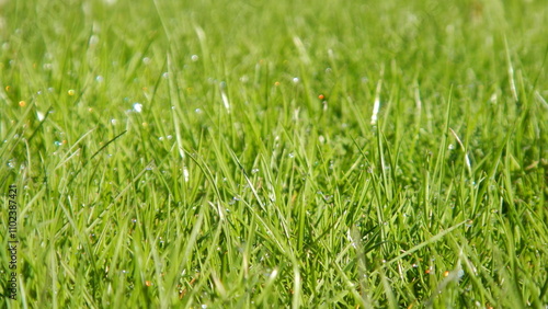 Green grass background with water drops of morning dew - natural blades of spring fresh grass. Topics: beauty of nature, garden, field, vegetation, flora, natural environment, ecology