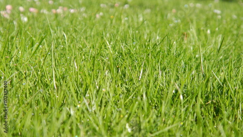 Wallpaper Mural Green grass background with water drops of morning dew - natural blades of spring fresh grass. Topics: beauty of nature, garden, field, vegetation, flora, natural environment, ecology Torontodigital.ca