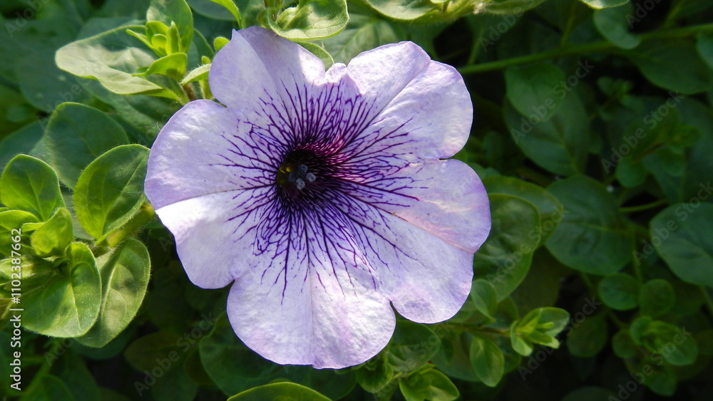 Violet flower Petunia surrounded by green leaves - close-up, natural background. Topics: blooming, beauty of nature, flowering, flora, garden, season, macro, vegetation, summer Violet flower Petunia surrounded by green leaves - close-up, natural background. Topics: blooming, beauty of nature, flowering, flora, garden, season, macro, vegetation, summer