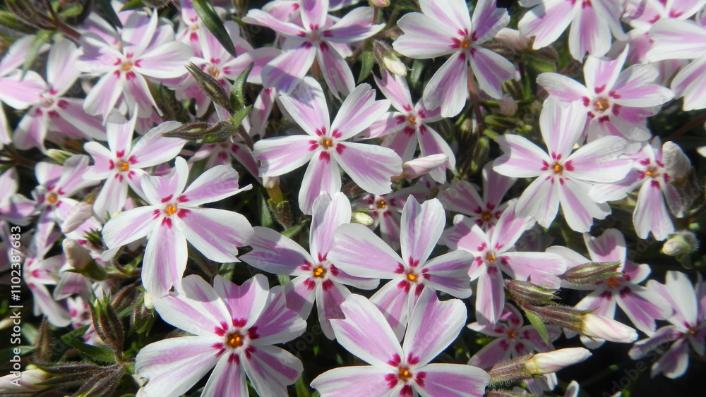 White and pink flowers Phlox subulata, Creeping phlox - natural background. Topics: blooming, beauty of nature, flowering, flora, garden, season, vegetation, summer