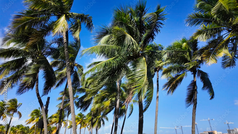 Palm Trees at beautiful Bayfront Park in Miami Florida - MIAMI, UNITED STATES - NOVEMBER 5, 2024 Palm Trees at beautiful Bayfront Park in Miami Florida - MIAMI, UNITED STATES - NOVEMBER 5, 2024