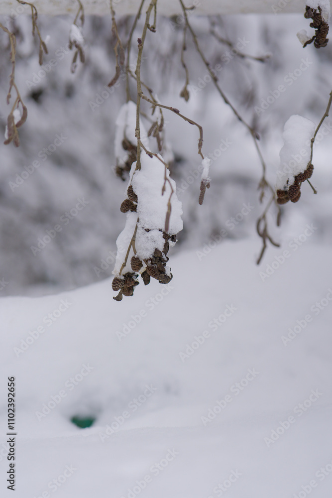 snow covered branches snow covered branches