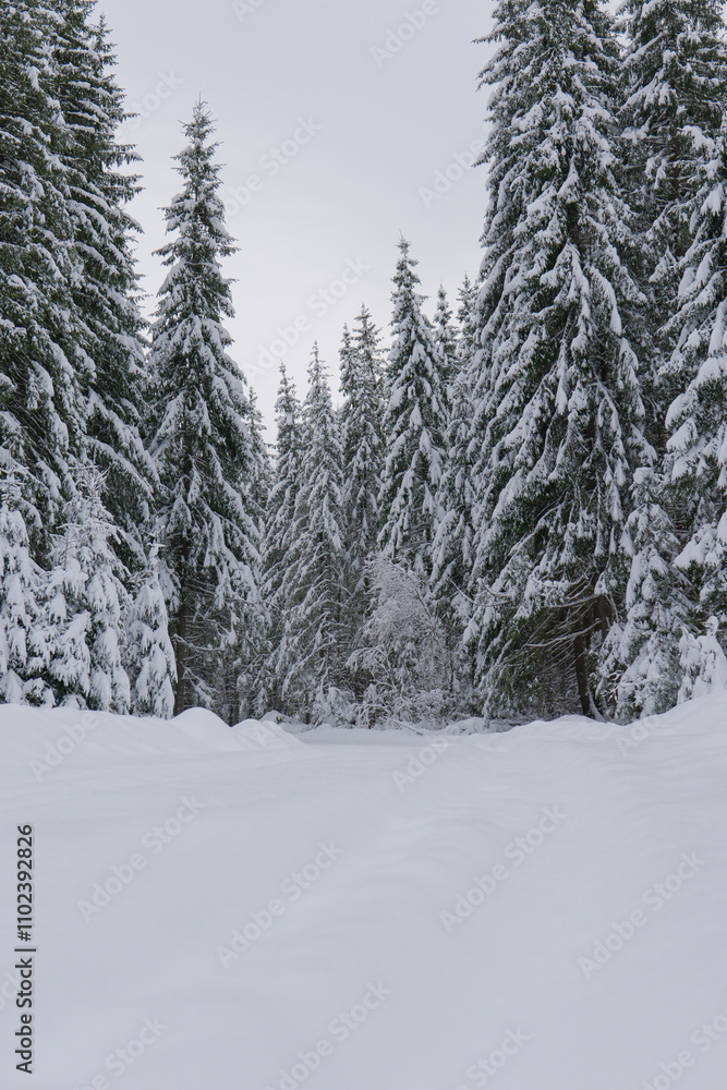 Fototapeta premium snow covered trees