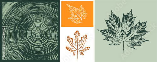 Set of colorful oak maple sycamore tree rings leaves as variations in color shape and size. Fall leaves on white background.