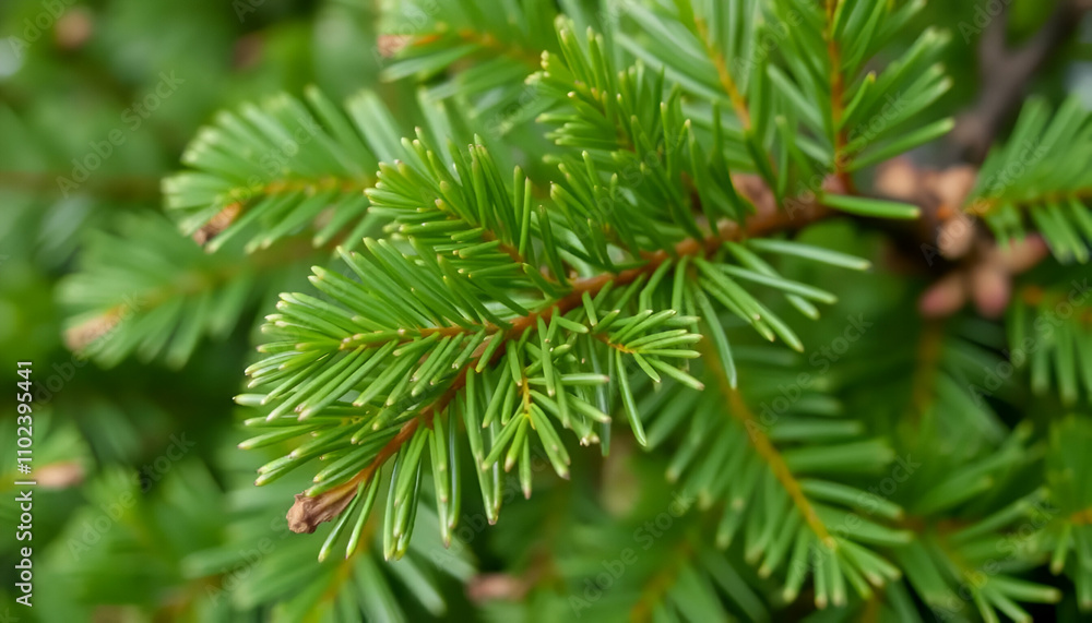 close up of pine needles close up of pine needles