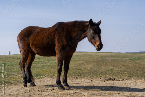 Schönes Braunes Pferd auf der Weide