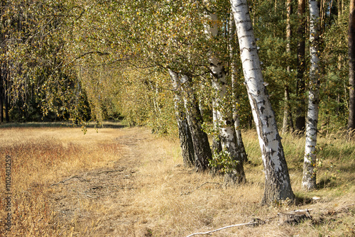 Fototapeta Naklejka Na Ścianę i Meble -  Brzozy rosnące przy trawiastej drodze tworzące malowniczą aleję drzew