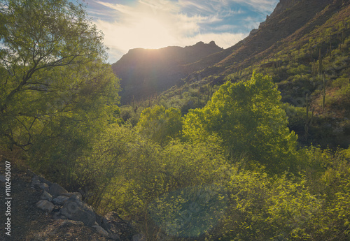 Breathtaking desert landscape with lush greenery, Saguaro Cacti and a distant mountain range illuminated by the setting sun. Perfect for illustrating natural beauty and tranquility in arid regions.