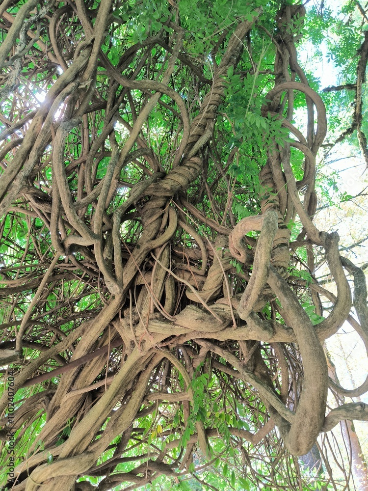 trunk trunk