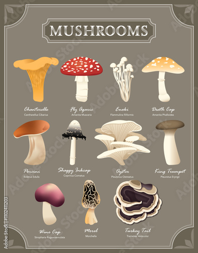 Mushroom Species Poster