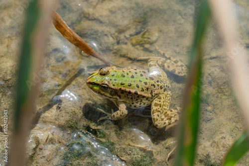 Marsh frog sits in lake and watches close-up. Green toad species of tailless amphibians of family ranidae. Single reptile of pelophylax ridibundus common in water. Portrait wet wild animal in pond. photo